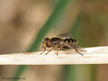 Gestreifte Nasenschwebfliege (Anasimyia lineata), Männchen - DE (MV)