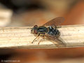 Gestreifte Nasenschwebfliege (Anasimyia lineata), Weibchen - DE (MV)