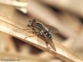 Gestreifte Nasenschwebfliege (Anasimyia lineata), Weibchen - DE (MV)