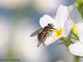Gestreifte Nasenschwebfliege (Anasimyia lineata), Weibchen - DE (MV)