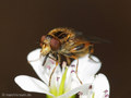 Gestreifte Nasenschwebfliege (Anasimyia lineata), Männchen - DE (MV)