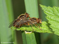 Gestreifte Nasenschwebfliege (Anasimyia lineata), Paarungszeit - DE (MV)