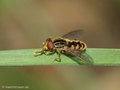 Gestreifte Nasenschwebfliege (Anasimyia lineata), Männchen - DE (MV)