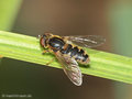 Gestreifte Nasenschwebfliege (Anasimyia lineata), Männchen - DE (MV)