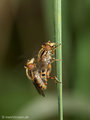 Gestreifte Nasenschwebfliege (Anasimyia lineata), Paarungszeit - DE (MV)