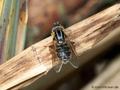 Gestreifte Nasenschwebfliege (Anasimyia lineata), Weibchen - DE (MV)