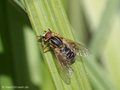 Gestreifte Nasenschwebfliege (Anasimyia lineata), Weibchen - DE (MV)