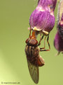Gemeine Schnauzenschwebfliege, Feld-Schnabelschwebfliege  (Rhingia campestris), Weibchen - DE (ST) 