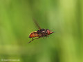 Gemeine Schnauzenschwebfliege, Feld-Schnabelschwebfliege  (Rhingia campestris), Weibchen - DE (ST) 