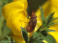 Gemeine Schnauzenschwebfliege, Feld-Schnabelschwebfliege  (Rhingia campestris), Weibchen - DE (NI) 