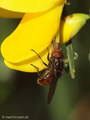 Gemeine Schnauzenschwebfliege, Feld-Schnabelschwebfliege  (Rhingia campestris), Männchen - DE (NI) 
