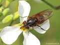 Gemeine Schnauzenschwebfliege, Feld-Schnabelschwebfliege  (Rhingia campestris), Weibchen - DE (SH) 
