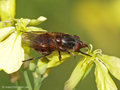 Gemeine Schnauzenschwebfliege, Feld-Schnabelschwebfliege  (Rhingia campestris), Weibchen - DE (SH) 