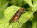 Gemeine Schnauzenschwebfliege, Feld-Schnabelschwebfliege  (Rhingia campestris), Weibchen - DE (SH) 