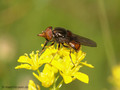 Gemeine Schnauzenschwebfliege, Feld-Schnabelschwebfliege  (Rhingia campestris), Männchen - DE (NI) 