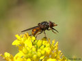 Gemeine Schnauzenschwebfliege, Feld-Schnabelschwebfliege  (Rhingia campestris), Weibchen - DE (NI) 
