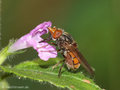 Gemeine Schnauzenschwebfliege, Feld-Schnabelschwebfliege  (Rhingia campestris), Weibchen - DE (MV) 