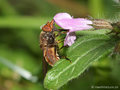 Gemeine Schnauzenschwebfliege, Feld-Schnabelschwebfliege  (Rhingia campestris), Weibchen - DE (MV) 