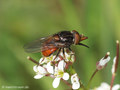 Gemeine Schnauzenschwebfliege, Feld-Schnabelschwebfliege  (Rhingia campestris), Weibchen - DE (HH) 