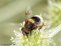 Hummel- Keilfleckschwebfliege (Eristalis intricaria), Weibchen - DE (NI)