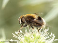 Hummel- Keilfleckschwebfliege (Eristalis intricaria), Weibchen - DE (NI)