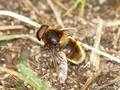 Hummel- Keilfleckschwebfliege (Eristalis intricaria), Männchen - DE (NI)