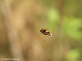 Hummel- Keilfleckschwebfliege (Eristalis intricaria), Männchen - DE (NI)