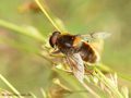 Hummel- Keilfleckschwebfliege (Eristalis intricaria), Männchen - DE (NI)