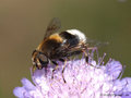 Hummel- Keilfleckschwebfliege (Eristalis intricaria), Weibchen - DE (HH)