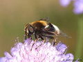 Hummel- Keilfleckschwebfliege (Eristalis intricaria), Weibchen - DE (HH)