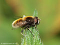 Hummel- Keilfleckschwebfliege (Eristalis intricaria), Männchen - DE (NI)
