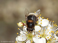 Hummel- Keilfleckschwebfliege (Eristalis intricaria), Weibchen - DE (NI)
