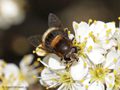 Hummel- Keilfleckschwebfliege (Eristalis intricaria), Weibchen - DE (NI)
