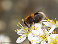 Hummel- Keilfleckschwebfliege (Eristalis intricaria), Weibchen - DE (NI)
