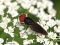 Gemeine Smaragdschwebfliege (Chrysogaster solstitialis), Männchen - DE (NI)