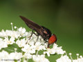 Gemeine Smaragdschwebfliege (Chrysogaster solstitialis), Männchen - DE (NI)