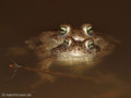 Kreuzkröte (Bufo calamita), Paarung - DE (SH)