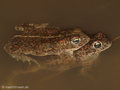 Kreuzkröte (Bufo calamita), Paarung - DE (SH)