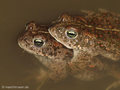 Kreuzkröte (Bufo calamita), Paarung - DE (SH)