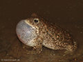 Kreuzkröte (Bufo calamita), Männchen rufend - DE (SH)