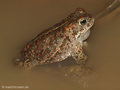 Kreuzkröte (Bufo calamita), Männchen - DE (SH)