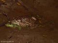 Kreuzkröte (Bufo calamita), Männchen umklammert Wasserfrosch (Pelophylax spec.), Fehlpaarung - DE (SH)