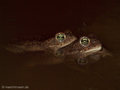 Kreuzkröte (Bufo calamita), Paarung - DE (SH)