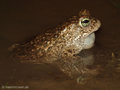 Kreuzkröte (Bufo calamita), Männchen - DE (SH)