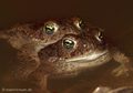 Kreuzkröte (Bufo calamita), Paarung - DE (SH)