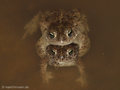 Kreuzkröte (Bufo calamita), Paarung - DE (SH)