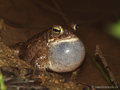 Kreuzkröte (Bufo calamita), Männchen rufend - DE (SH)