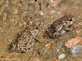Kreuzkröte (Bufo calamita), Jungtiere, ca. 2 cm groß - DE (SH)