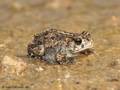 Kreuzkröte (Bufo calamita), Jungtier, ca. 2 cm groß - DE (SH)
