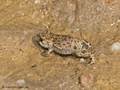 Kreuzkröte (Bufo calamita), Jungtier, ca. 2 cm groß - DE (SH)